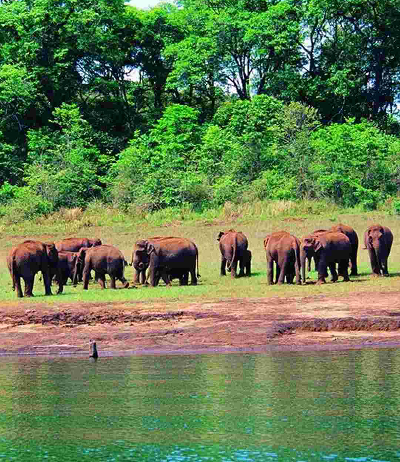 Thekkady-img-02