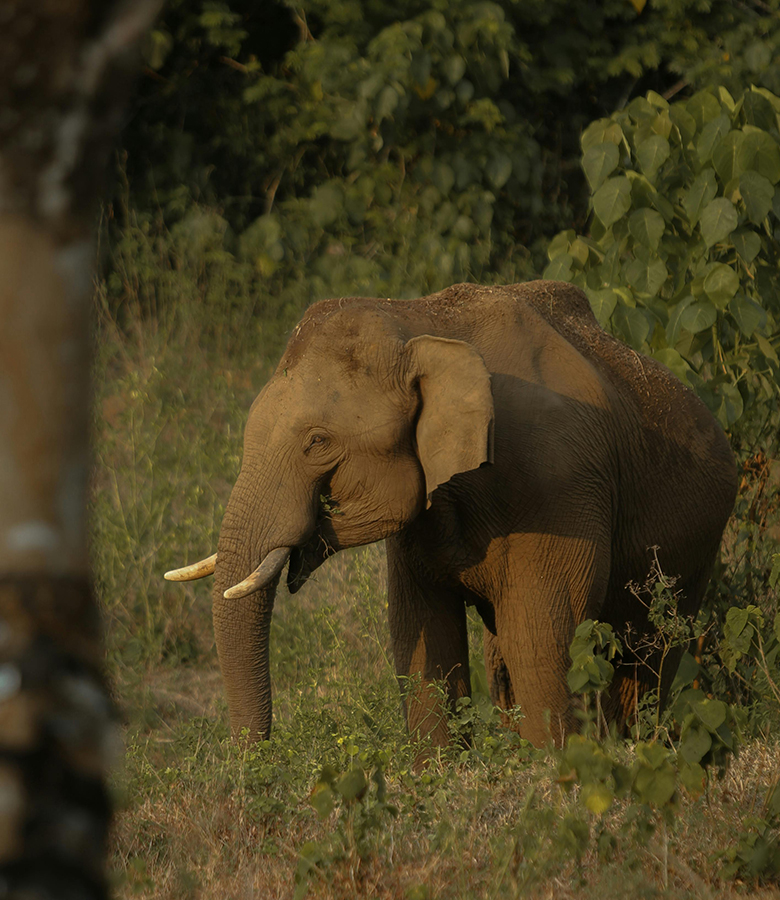 Wayanad-img-02